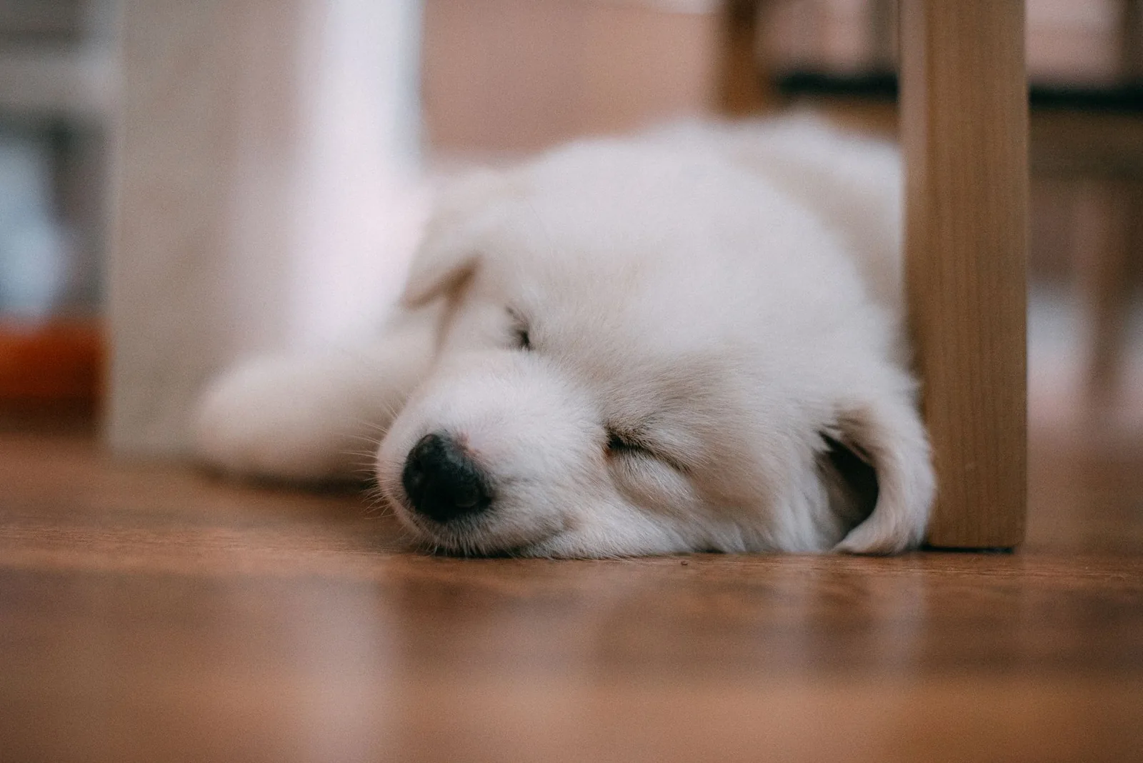A fluffy white puppy asleep on a wooden floor beside a table leg, fully relaxed and undisturbed