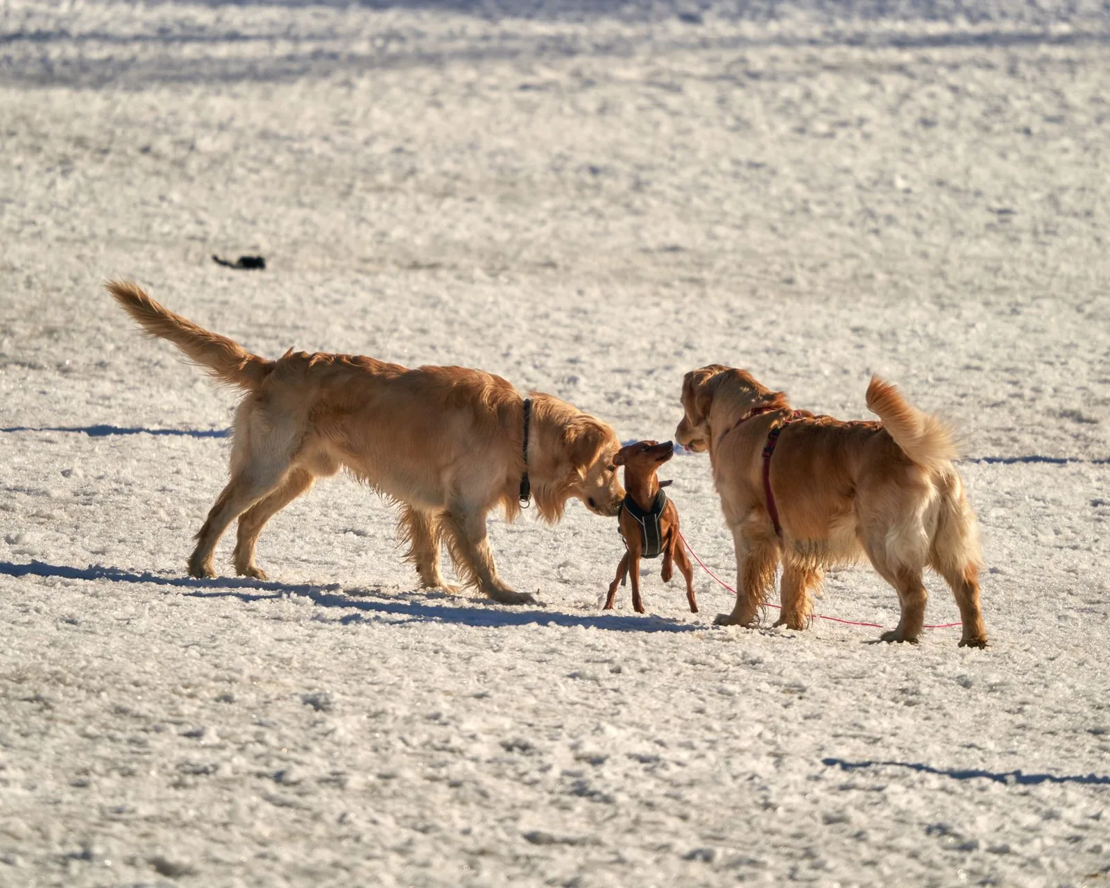 Two golden retrievers and a small dog in the snow