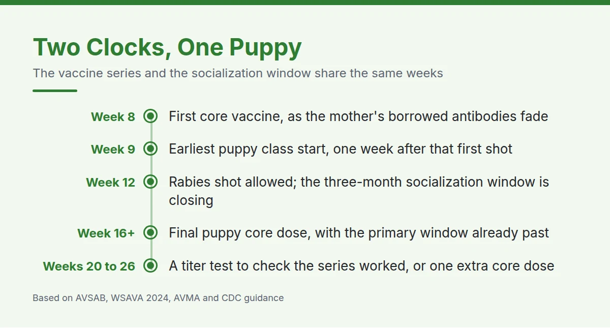 Summary card: Two Clocks, One Puppy