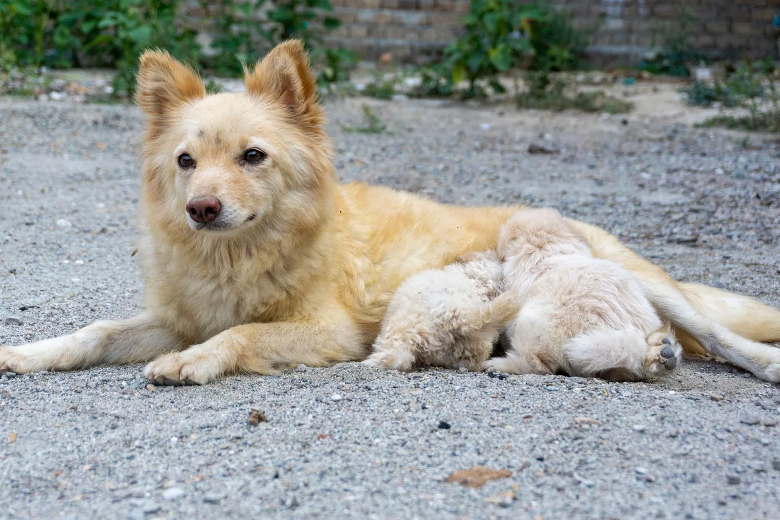 Mother dog nursing two puppies on gravel