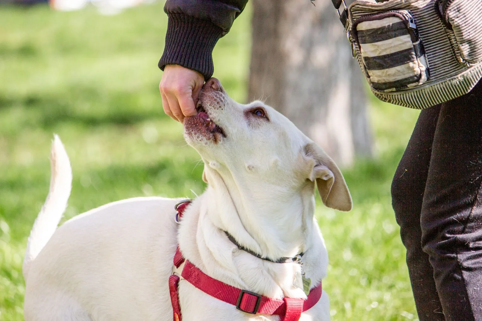 Cream Labrador taking a treat from a hand