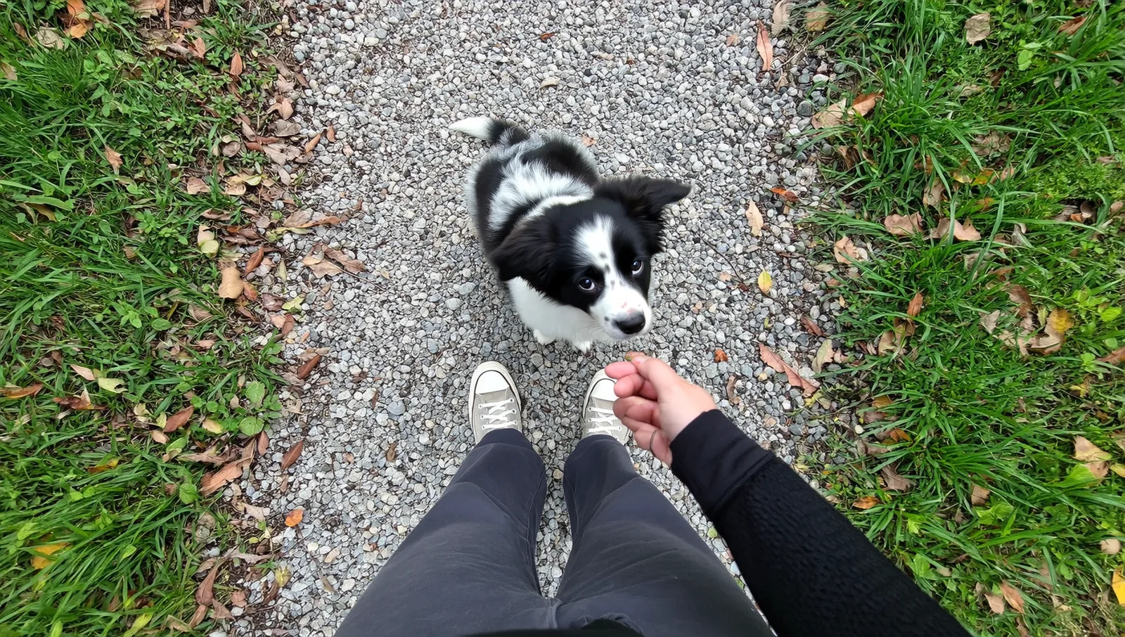 Border collie puppy sitting on a gravel path