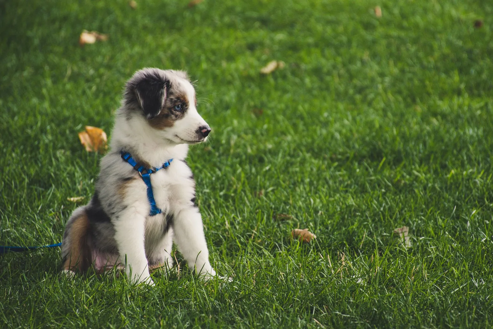 An Australian shepherd puppy in a blue harness and leash sitting on green grass during a walk