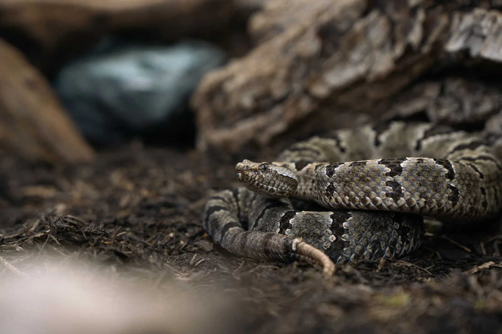 A coiled rattlesnake resting on the ground, showing its patterned scales and texture.