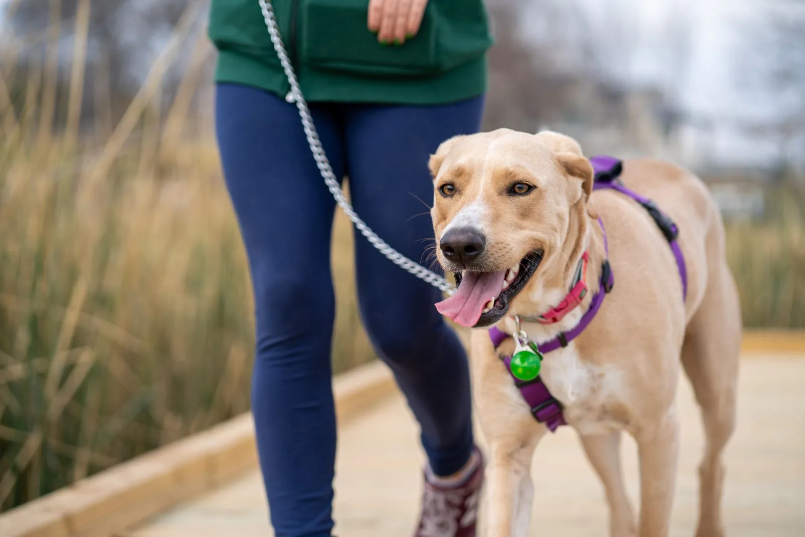 A joyful dog on a leash enjoys a walk with its owner on a wooden boardwalk.