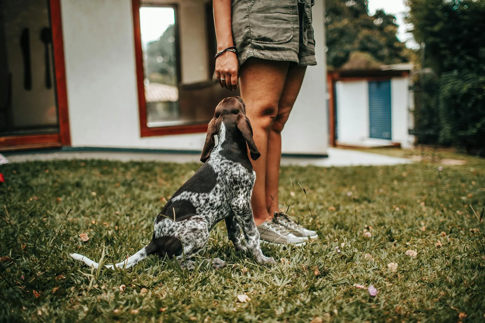 An owner working one-on-one with a puppy on grass outdoors.