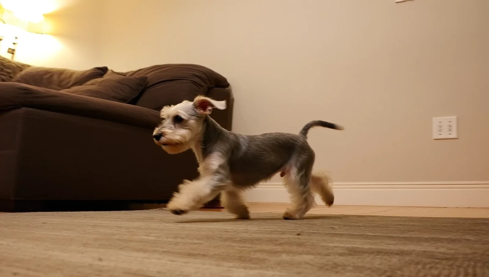 A small terrier puppy running across a living room rug