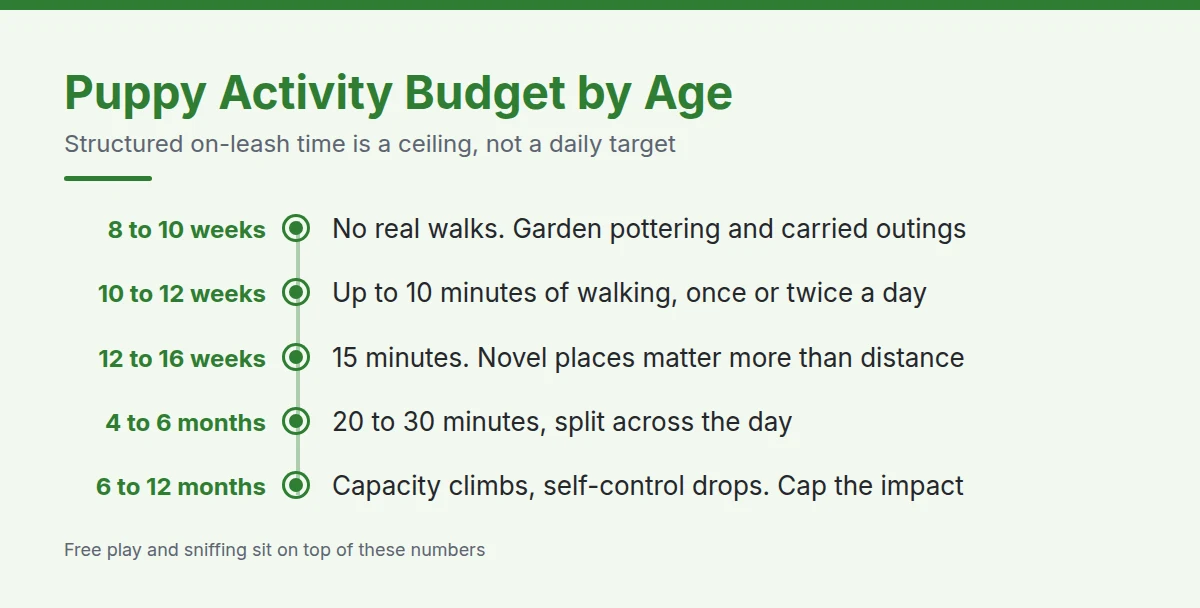 Summary card: Puppy Activity Budget by Age