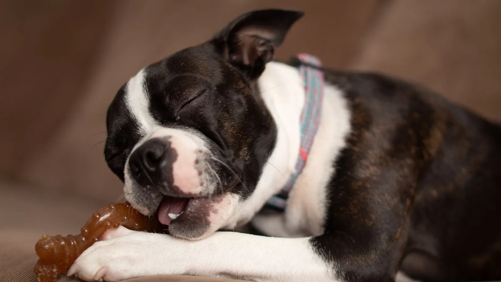 A Boston terrier puppy chewing a bone toy