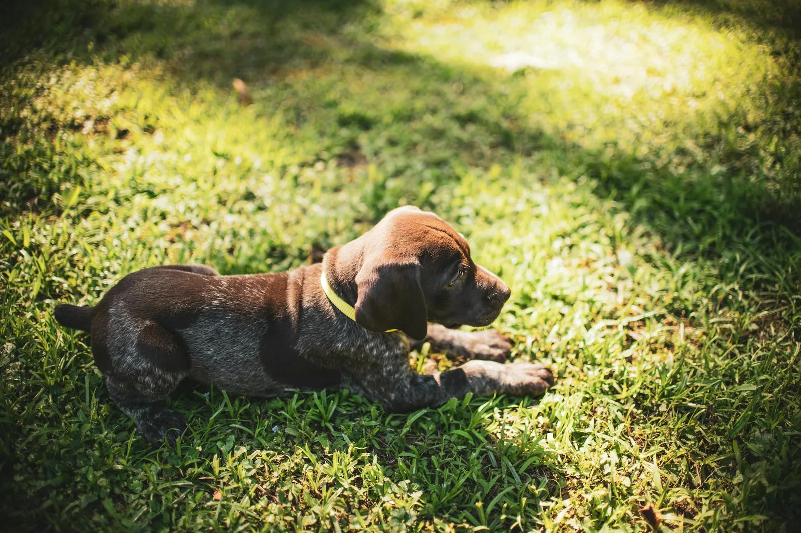 Cute brown puppy with a yellow collar lying on sunlit green grass during the day.