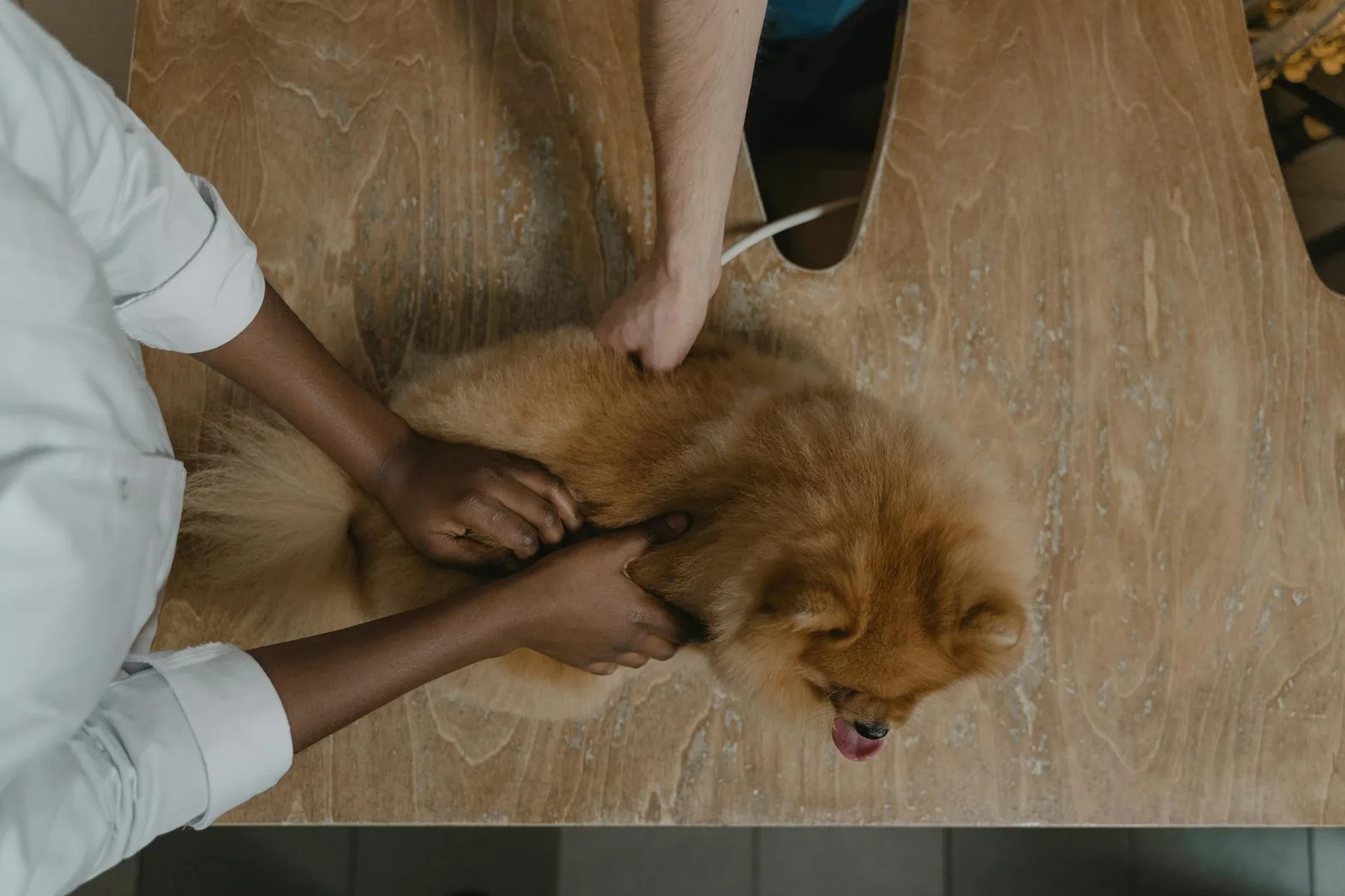 Veterinarian gently inspecting a small dog on a table, modeling the kind of handling puppies learn to tolerate in class.