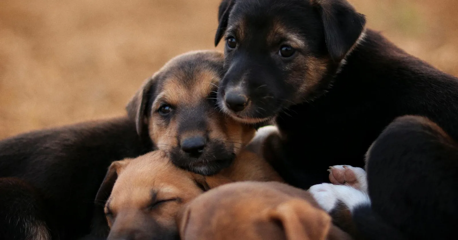 Cute puppies huddled together outdoors, showcasing playfulness and companionship during early socialization.