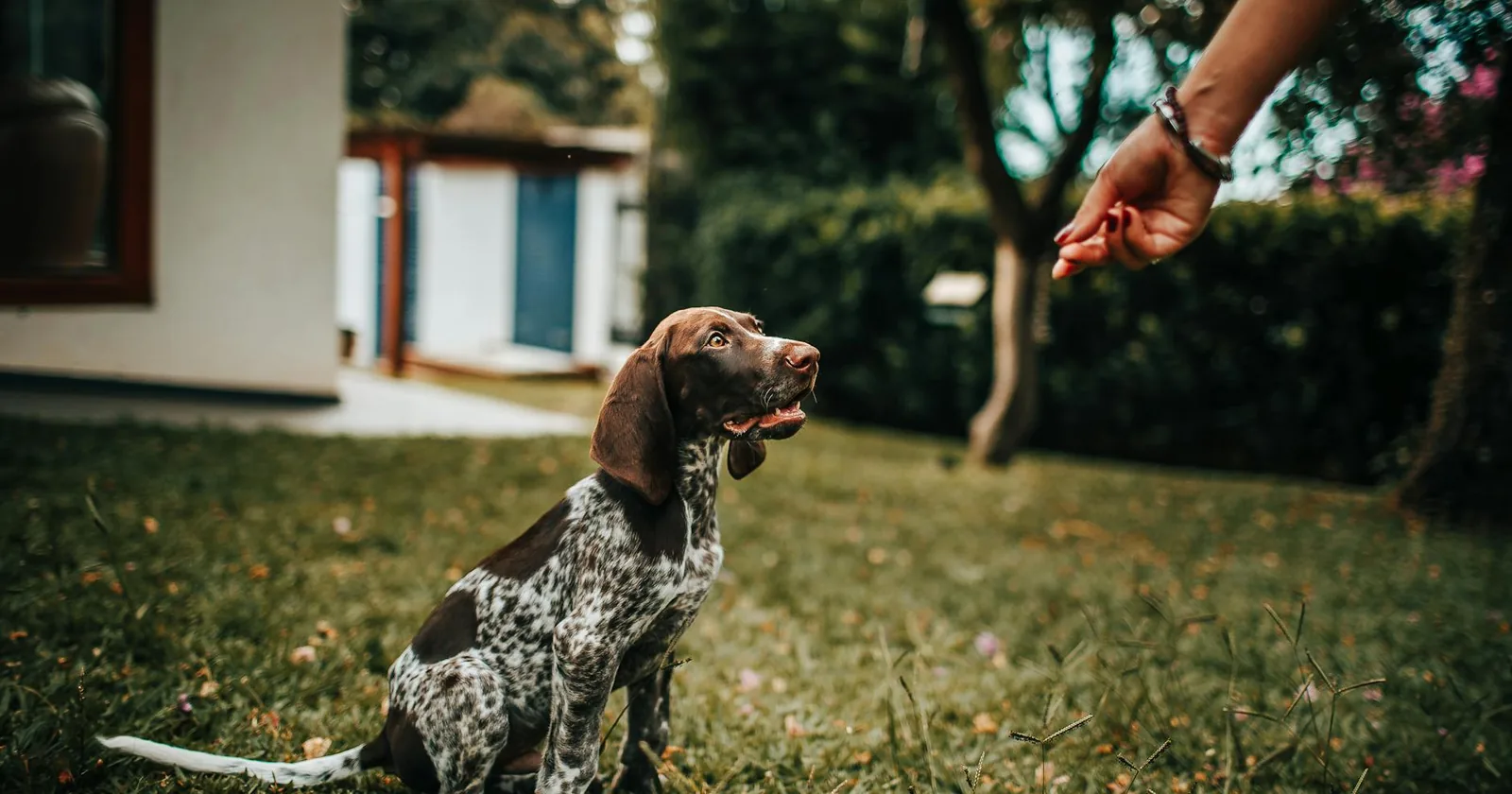 A young puppy learning a command outdoors as a hand offers a reward treat.