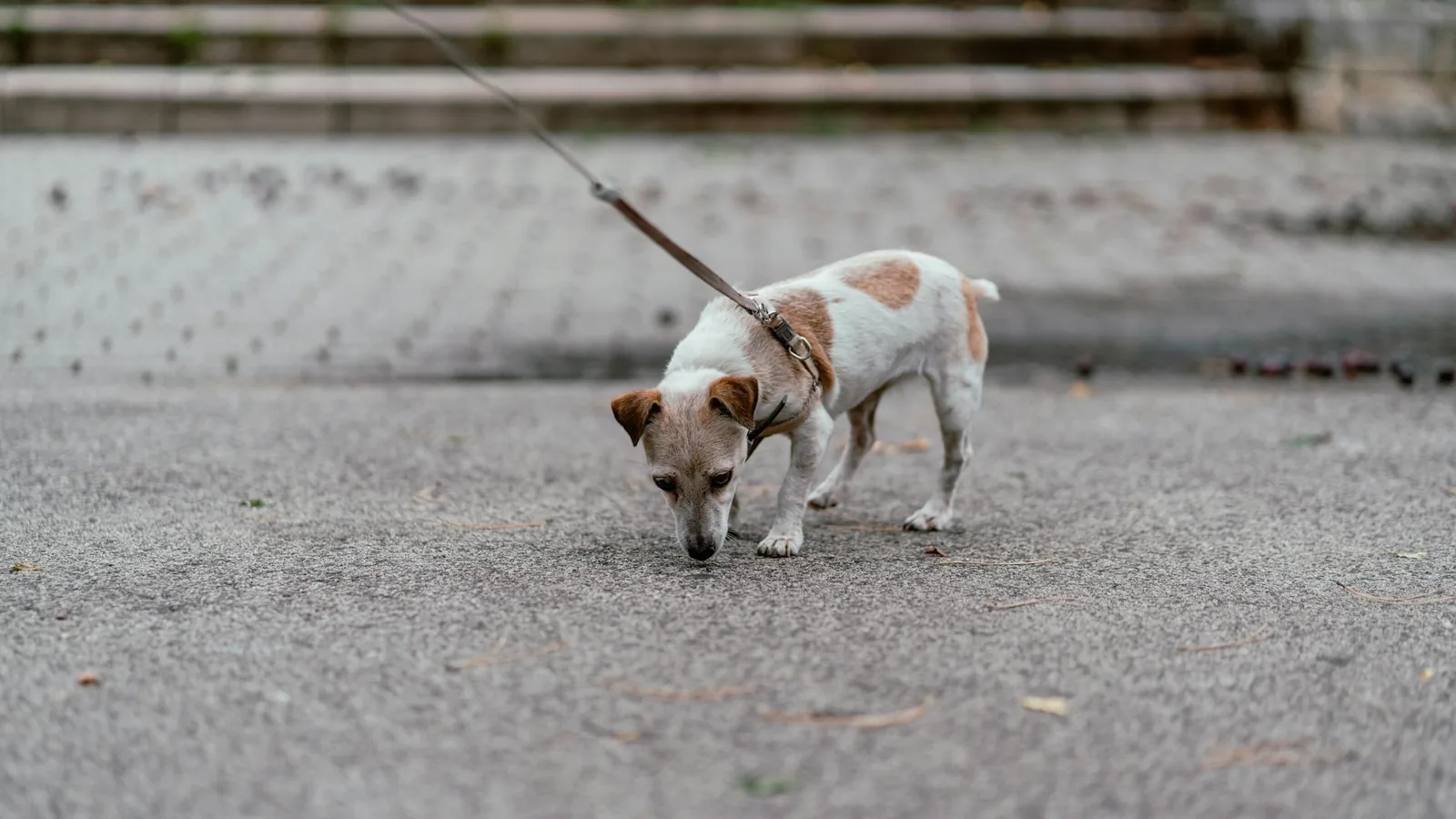 A small dog on a leash exploring a city sidewalk, practicing calm loose-leash walking.