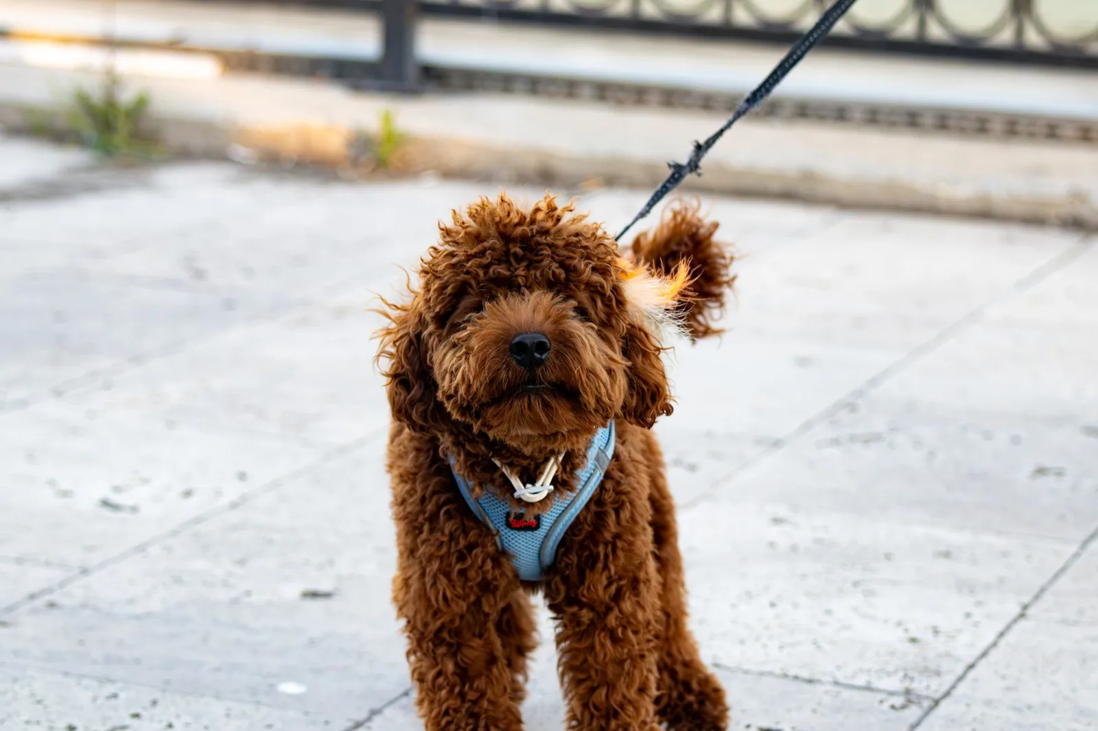 A brown labradoodle puppy wearing a blue harness standing on a city street at the end of a leash