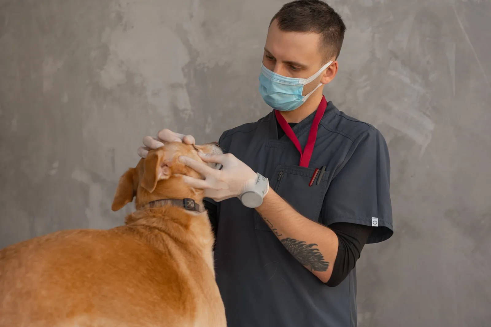 A veterinarian in grey scrubs, a face mask and latex gloves holding a tan dog's head steady with both hands while examining its mouth