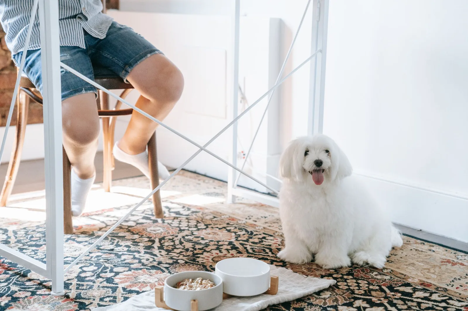 White fluffy dog sitting beside two food bowls