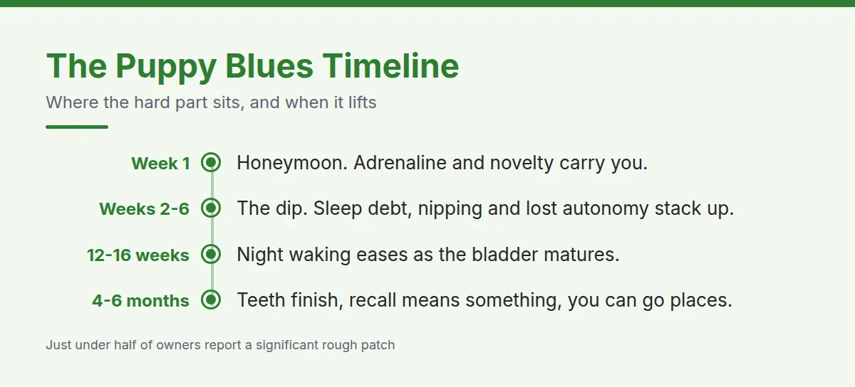 Summary card: The Puppy Blues Timeline