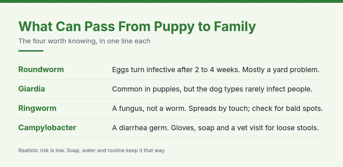 Summary card: What Can Pass From Puppy to Family