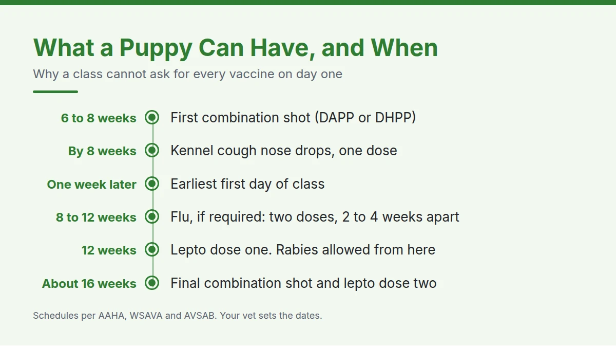 Summary card: What a Puppy Can Have, and When