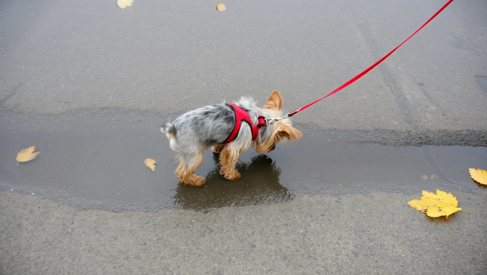 Yorkshire terrier sniffing a puddle on wet pavement