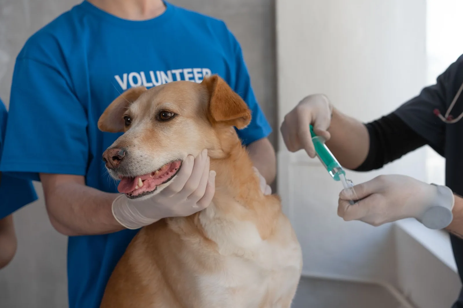 Vet preparing a vaccine for a dog held by a volunteer