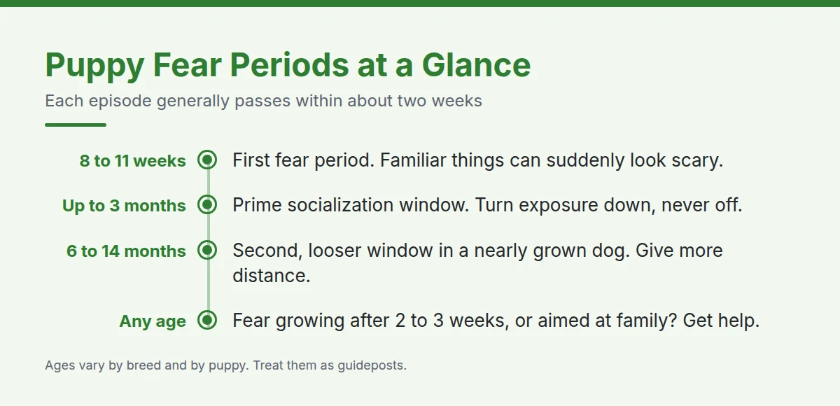 Summary card: Puppy Fear Periods at a Glance