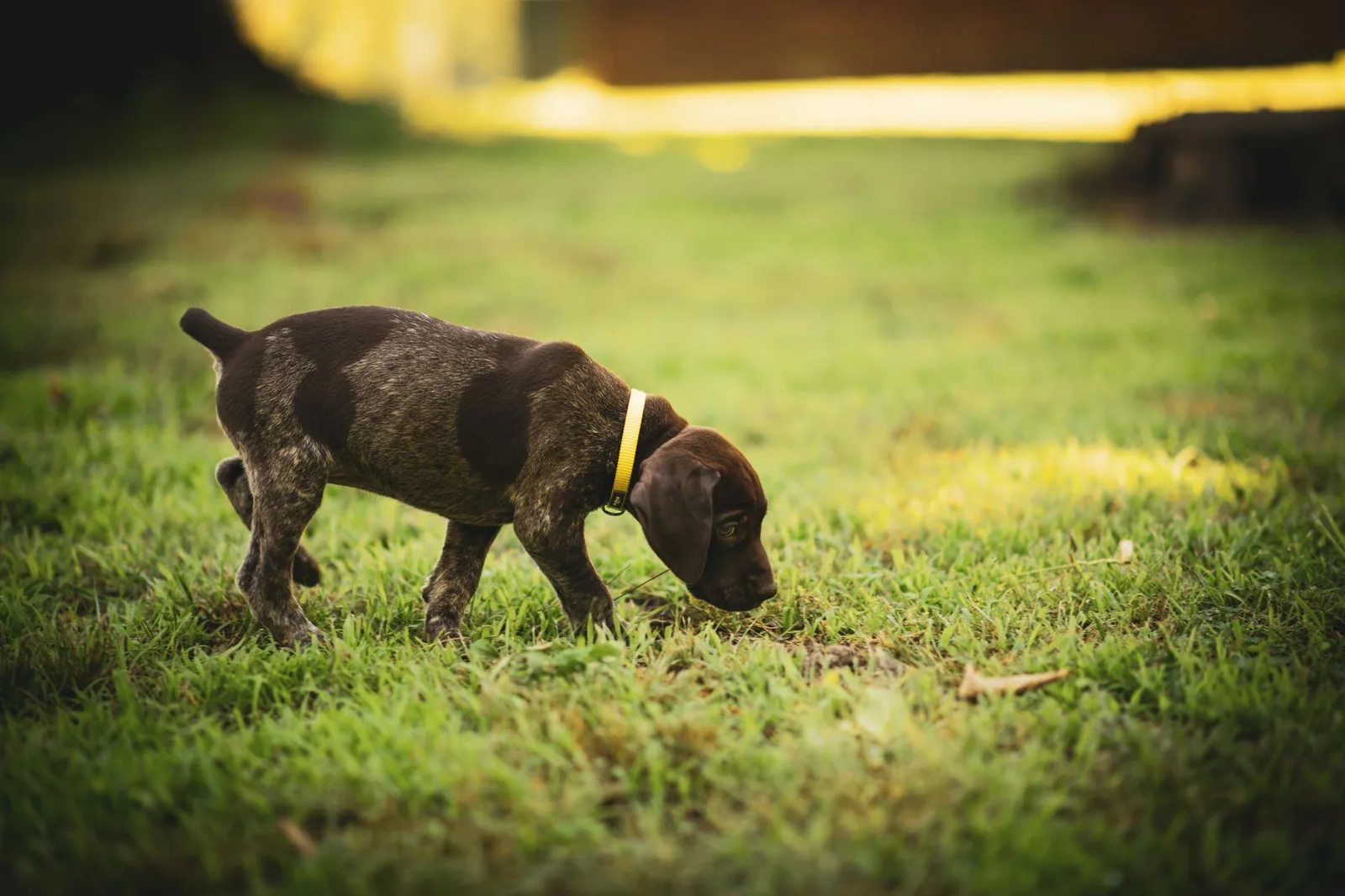 German shorthaired pointer puppy sniffing grass