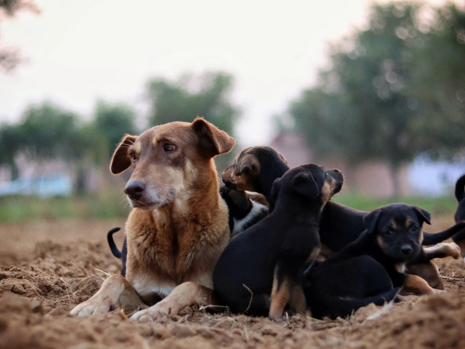 Puppies playing around their mother dog outdoors