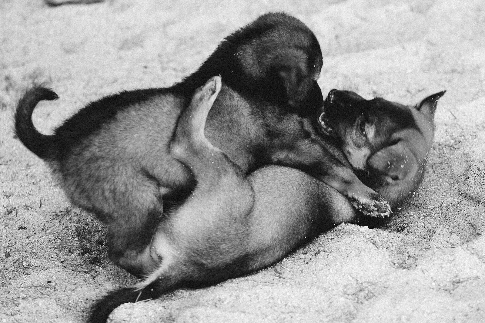 Two puppies wrestling in sand
