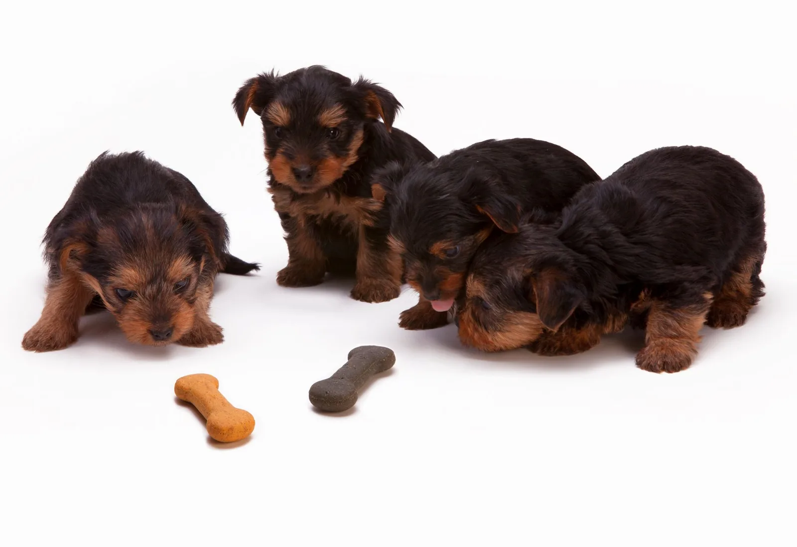 Young Yorkshire Terrier puppies investigating bone-shaped treats