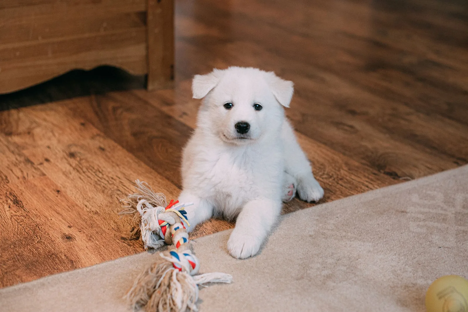 White puppy lying on a floor beside a rope toy