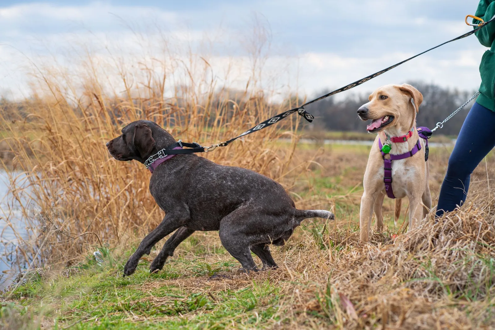 Two dogs on leashes by a river, one straining ahead