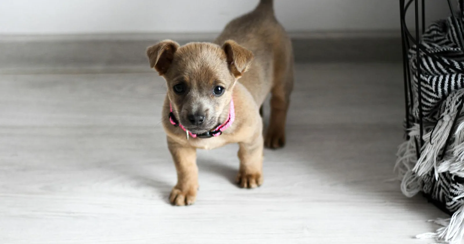 A young puppy with a pink collar standing on a light wood floor inside a home training space.