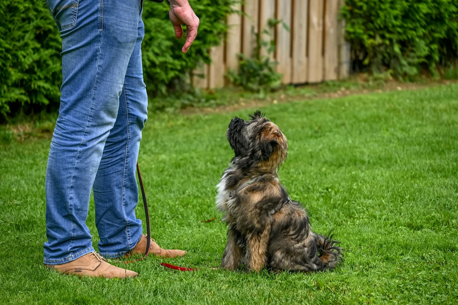 A young dog sitting attentively outdoors, focused on its handler during an obedience cue.