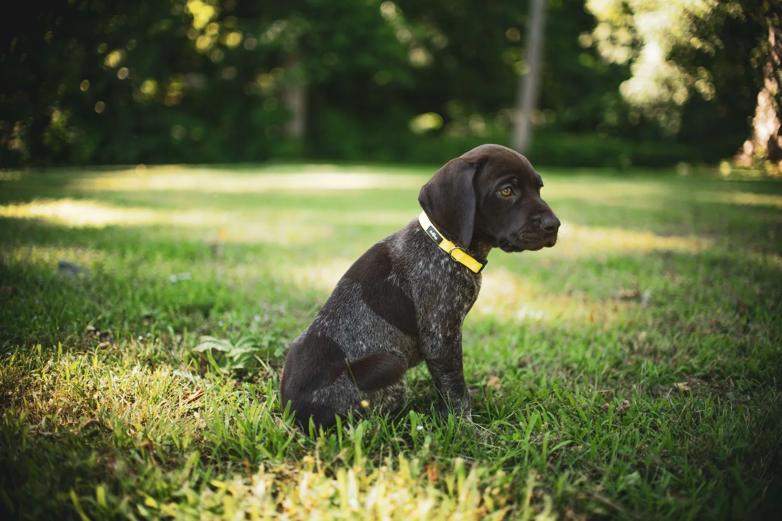 German shorthaired pointer puppy sitting in grass