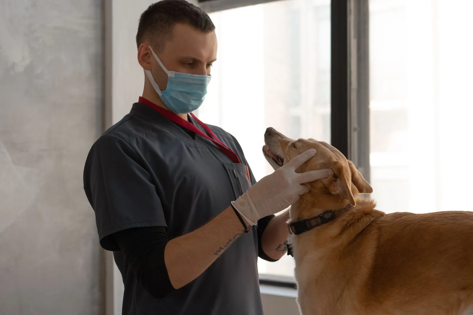 A masked veterinarian examining a dog on a table