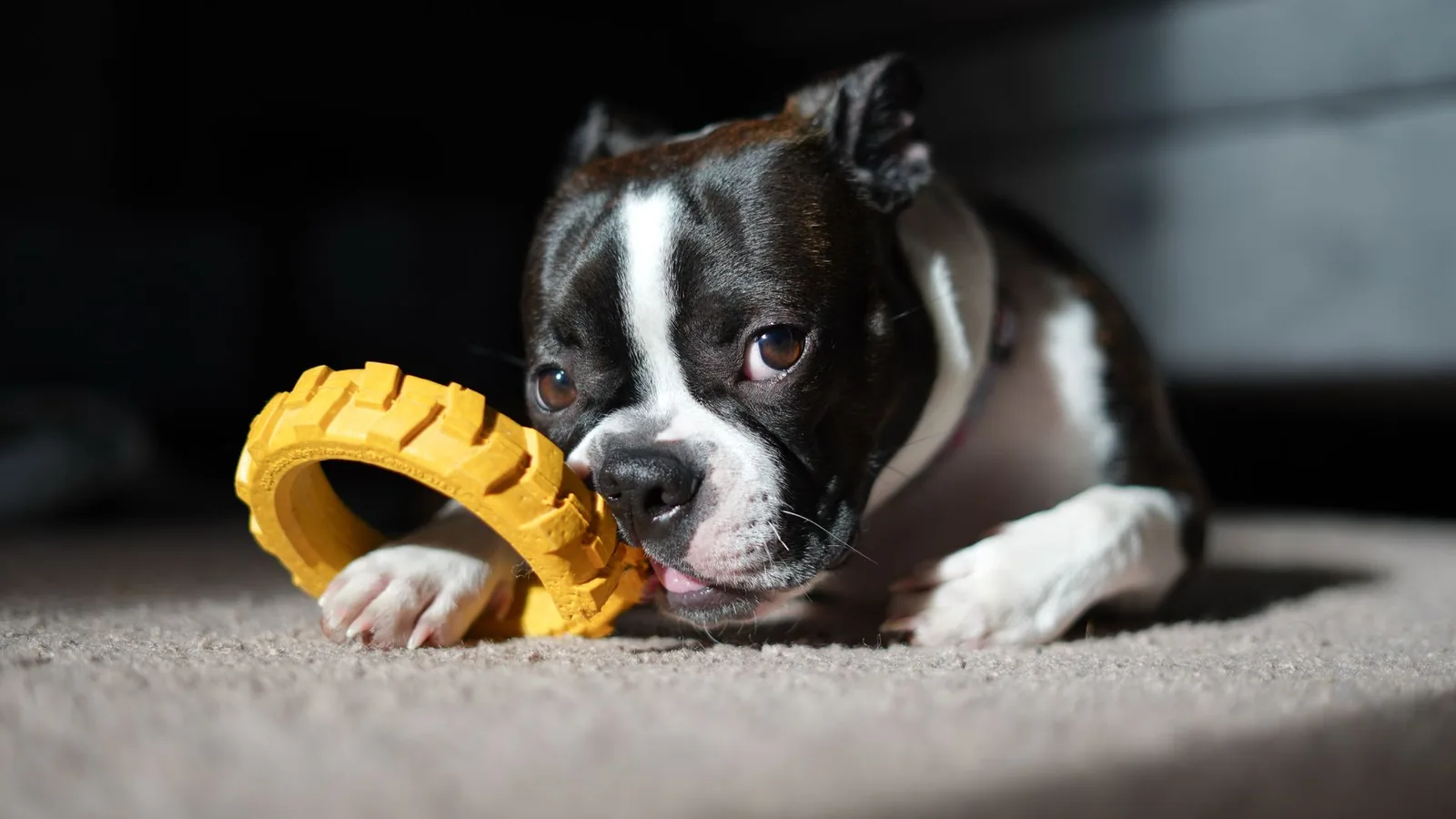 A Boston Terrier puppy chewing a yellow toy on a carpet indoors.
