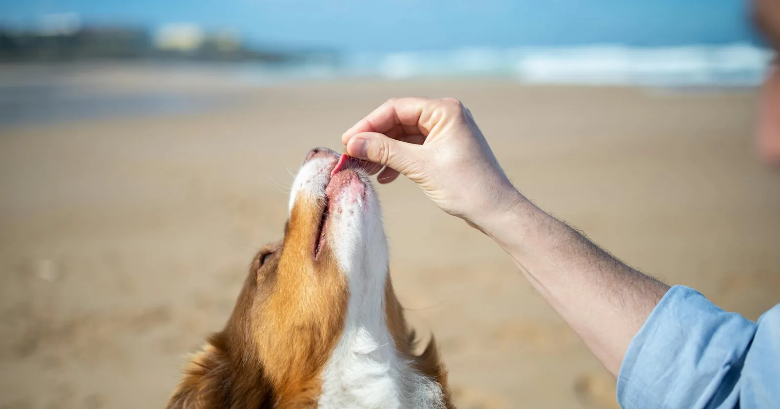 A dog eagerly taking a treat offered from a hand outdoors.