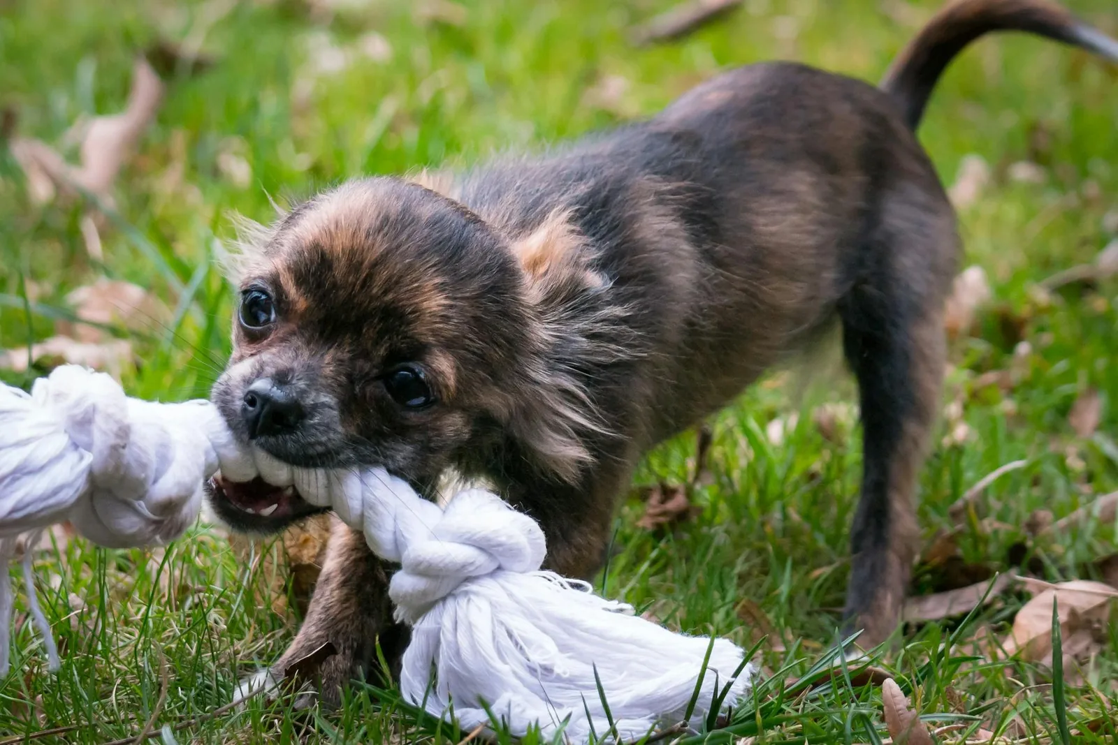 A puppy gripping a rope tug toy outdoors, showing that play can rank as a high-value reinforcer.