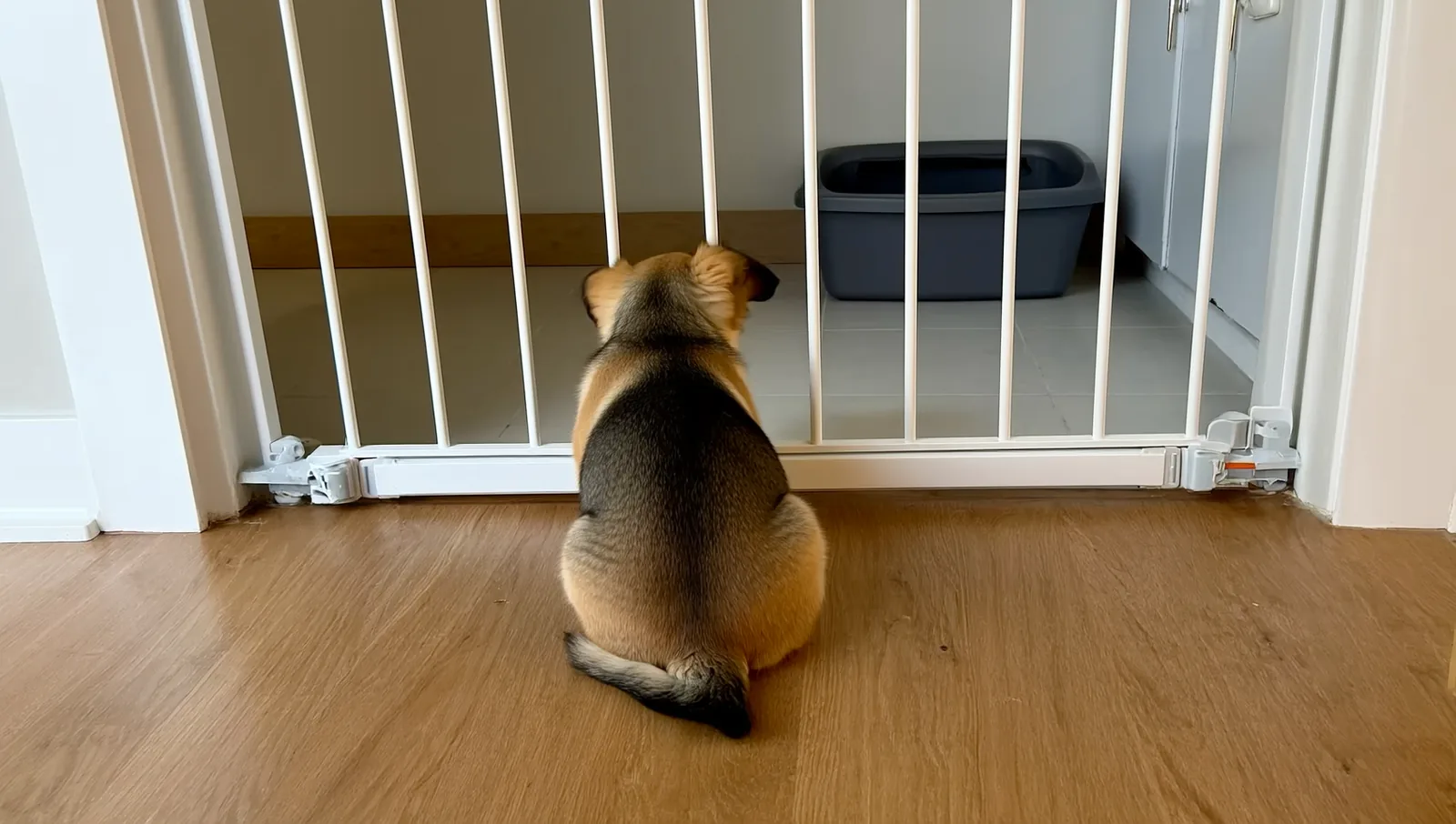 Puppy looking through a baby gate at a litter box