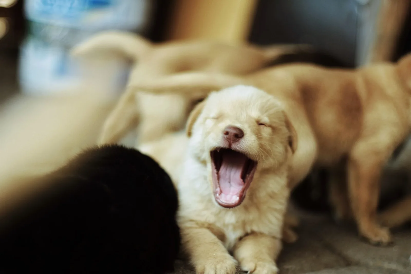 A yawning puppy among other young dogs, mouth wide open mid-yawn.